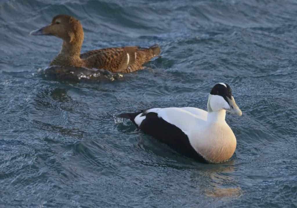 Pair of Common Eider ducks at sea