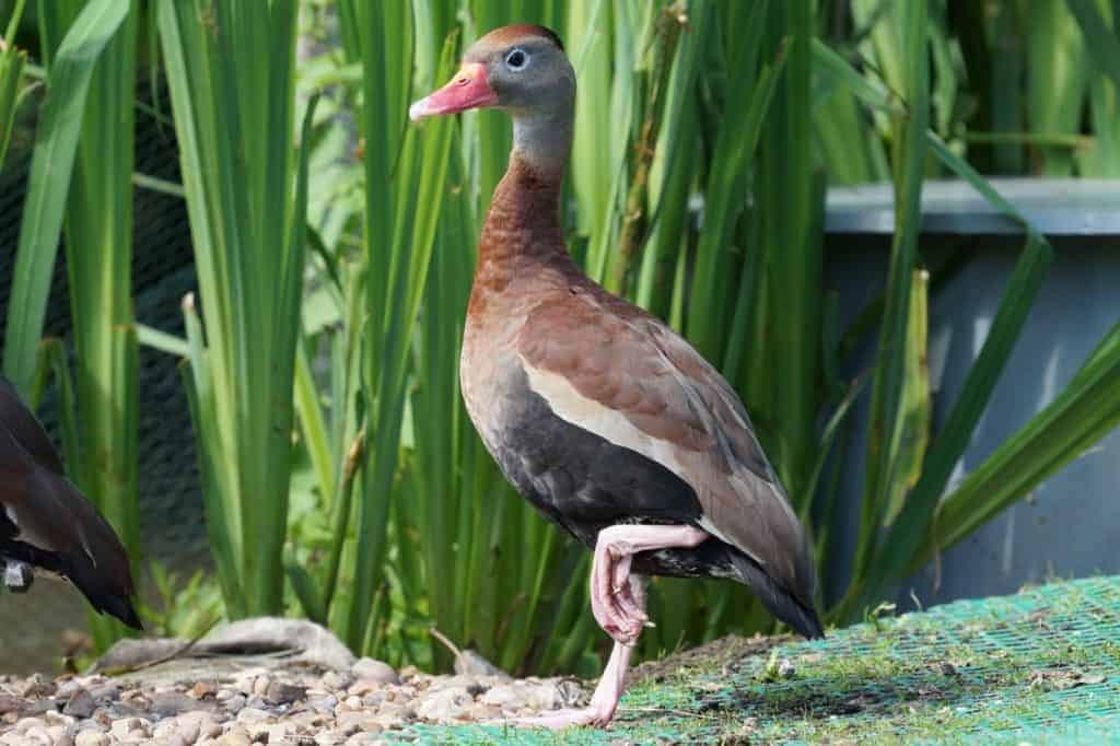 southern Black-bellied Whistling duck