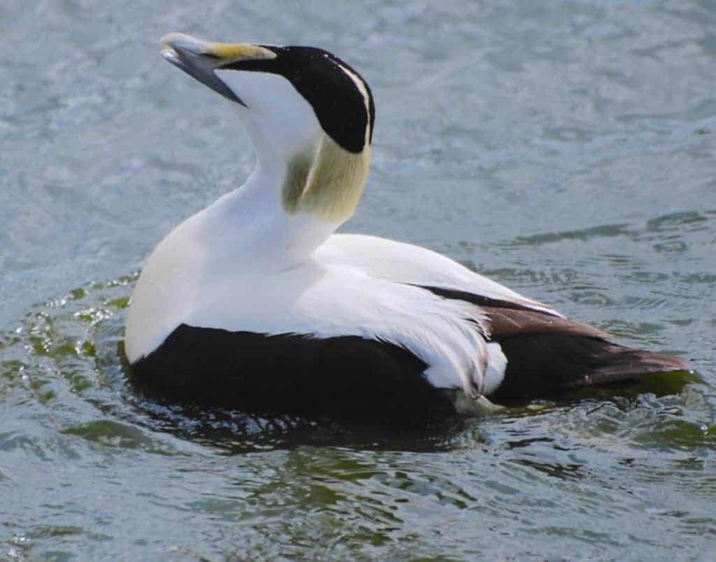 Northern Eider drake swimming