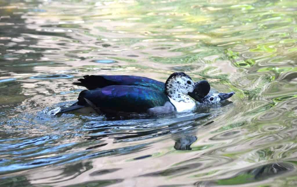 African Comb Ducks mating