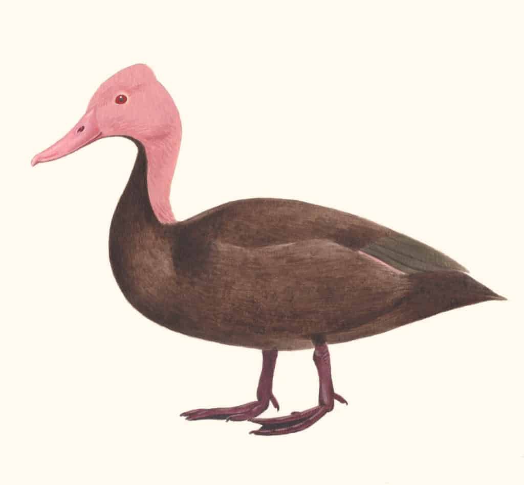 Pink-headed Duck - Mark Hulme