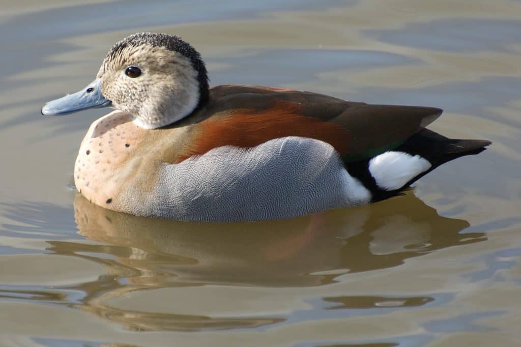 Ringed Teal