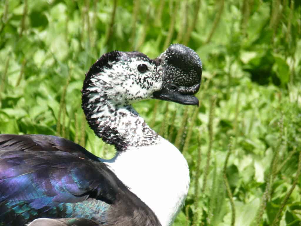 American Comb Duck