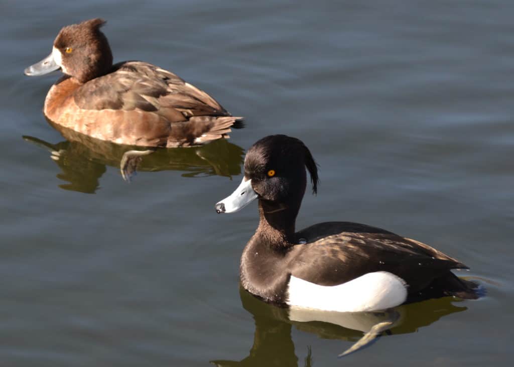 pair of Tufted Duck swimming