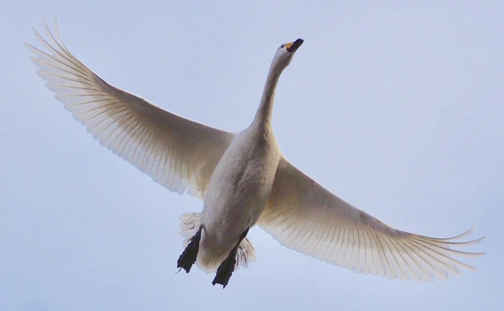 Whooper swan flying