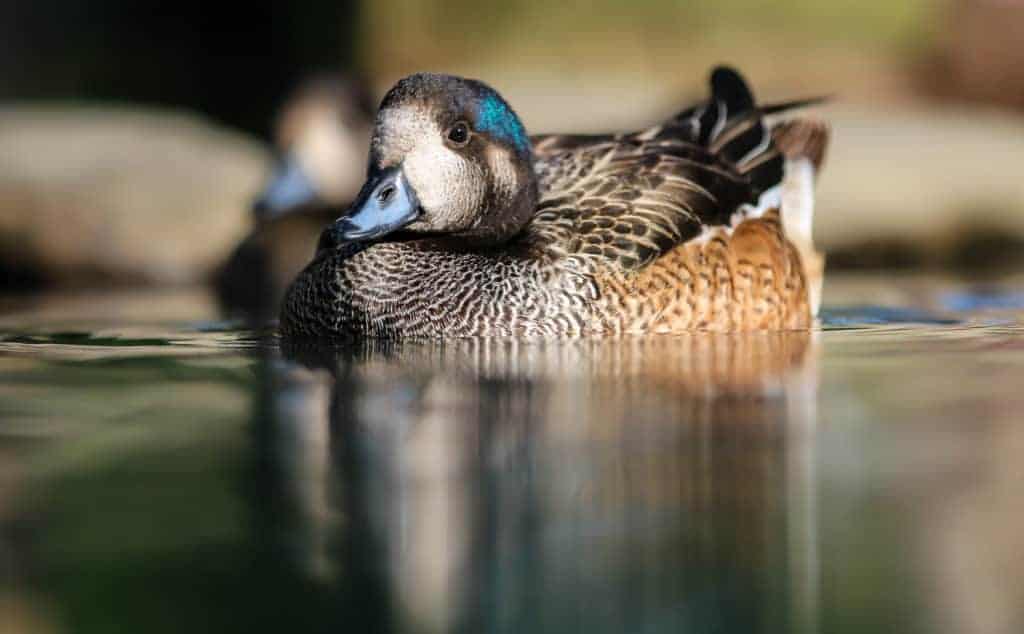 Chiloé Wigeon swimming