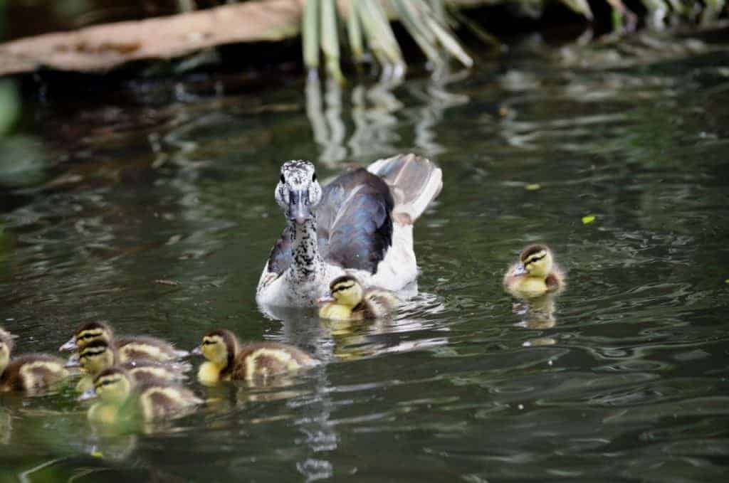 American Comb Duck family