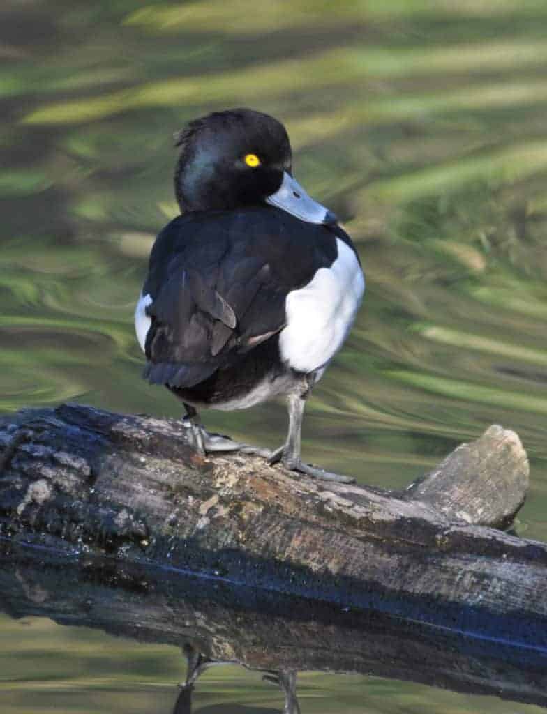 Tufted Duck male sitting on a log