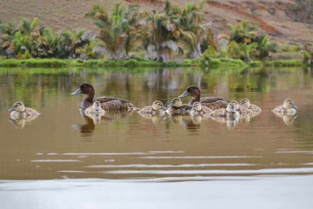 Madagascan Pochard family - WWT