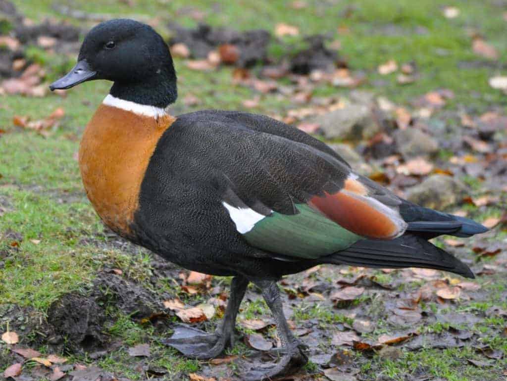 Australian Shelduck