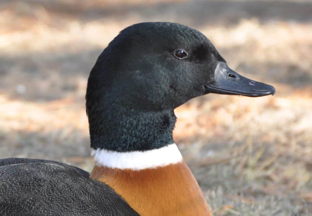 Australian Shelduck portrait