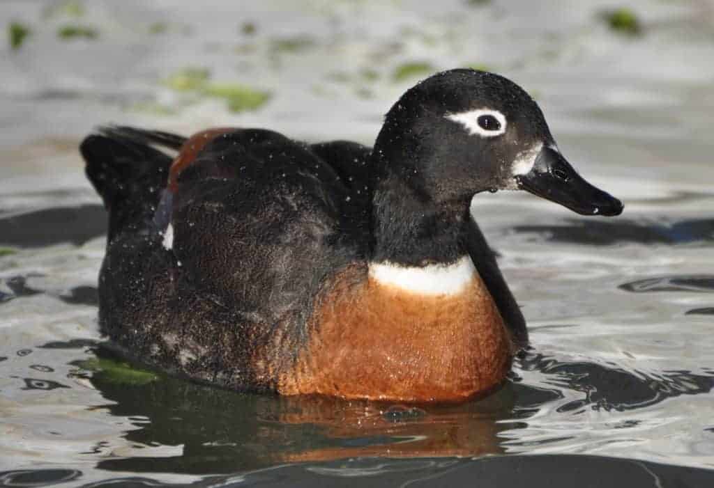 Australian Shelduck female swimming