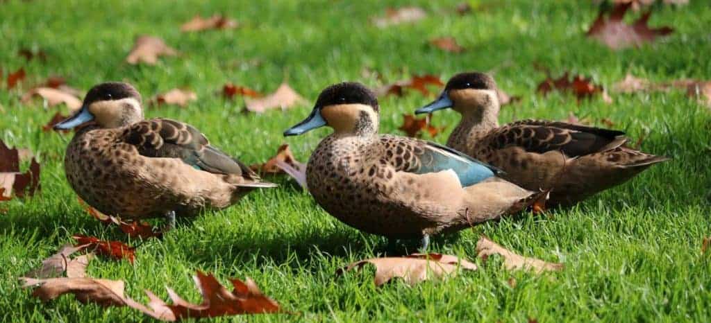 3 Blue-billed Teal on grass