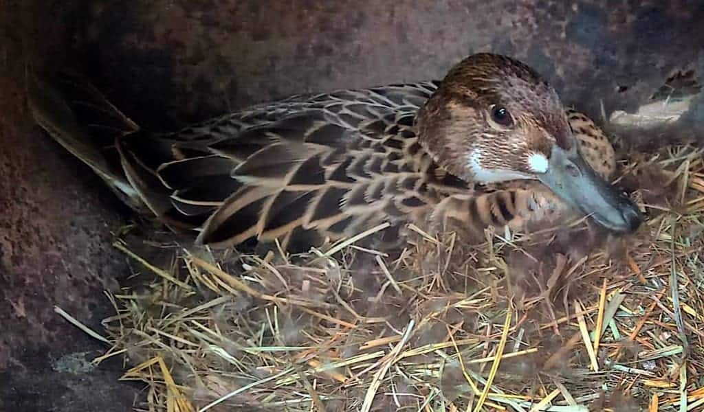 Baikal Teal sitting