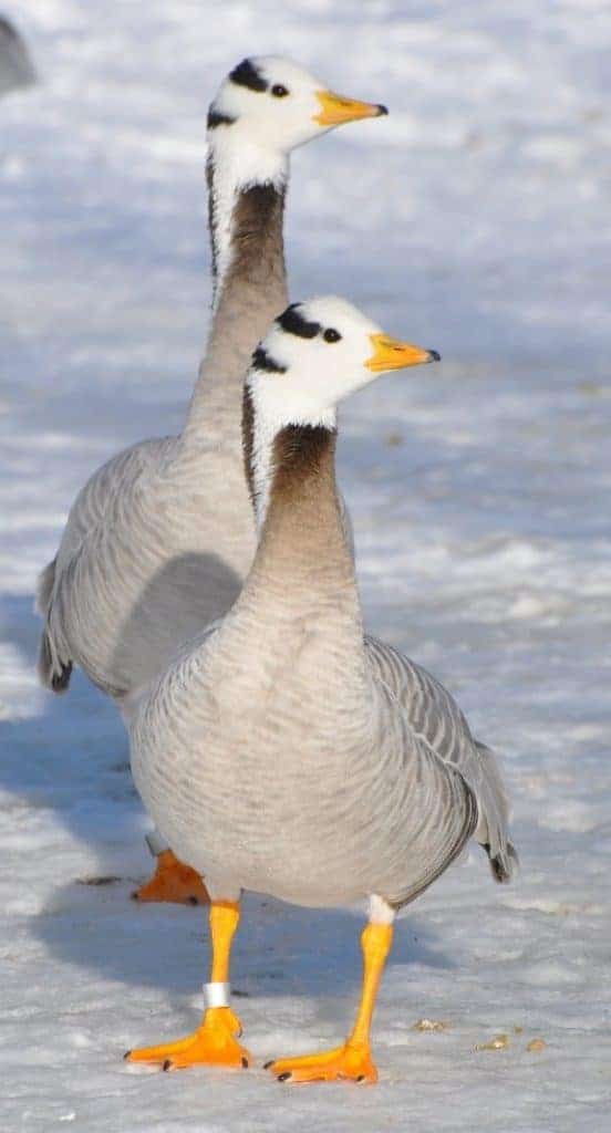 Bar-headed Goose pair