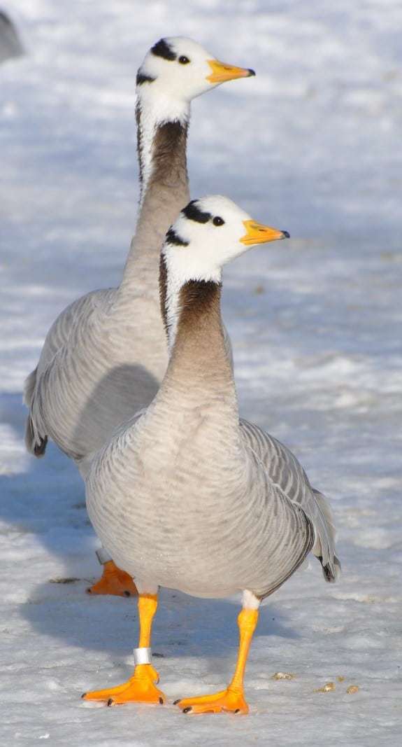 Barheaded Goose British Waterfowl Association