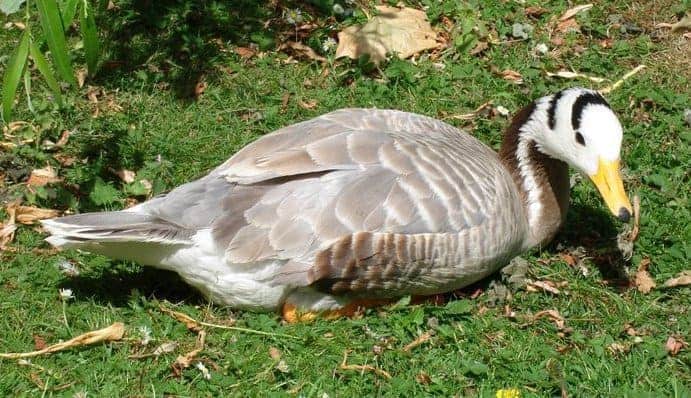 Bar-headed Goose