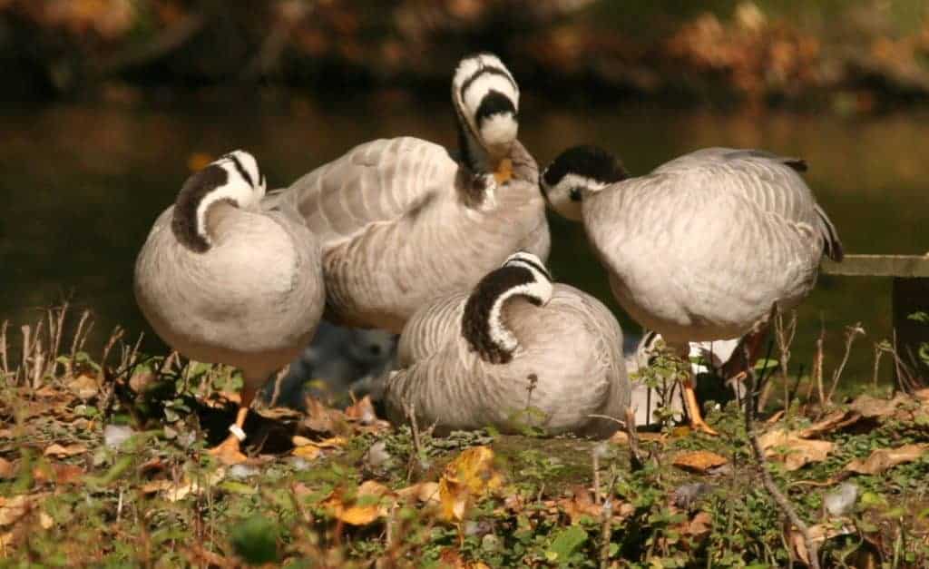 Bar-headed geese preening