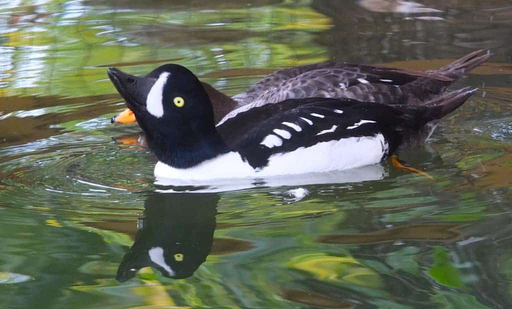 Pair of Barrow's Goldeneye displaying