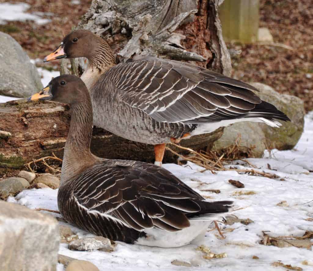 2 Bean geese