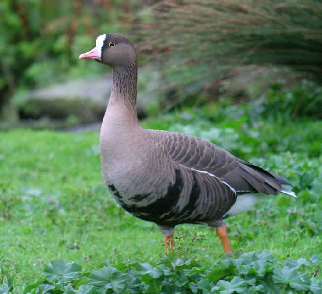 Lesser White-fronted Goose