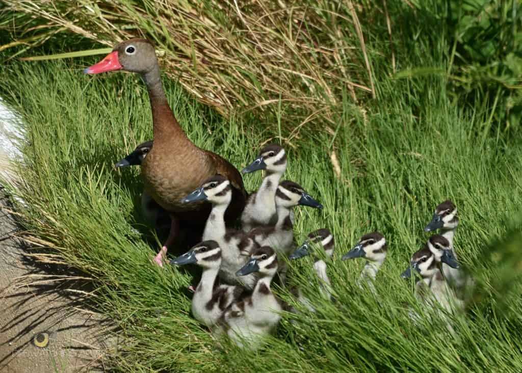 Black-bellied Whistling Duck - British Waterfowl Association