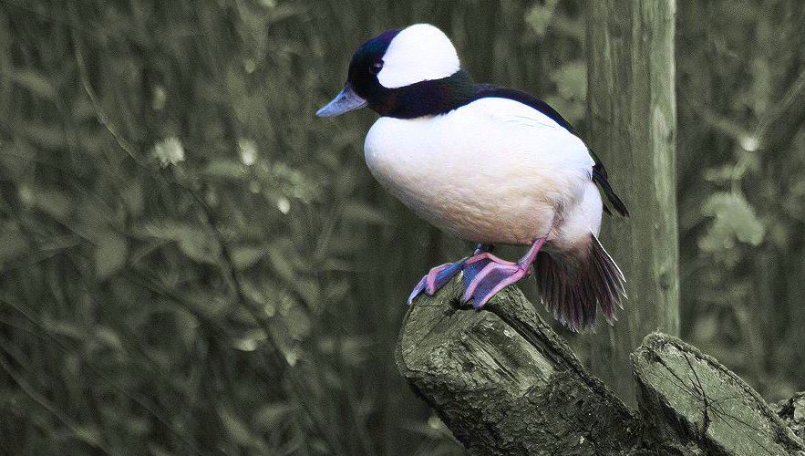 Bufflehead drake