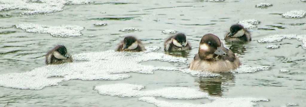 Bufflehead family