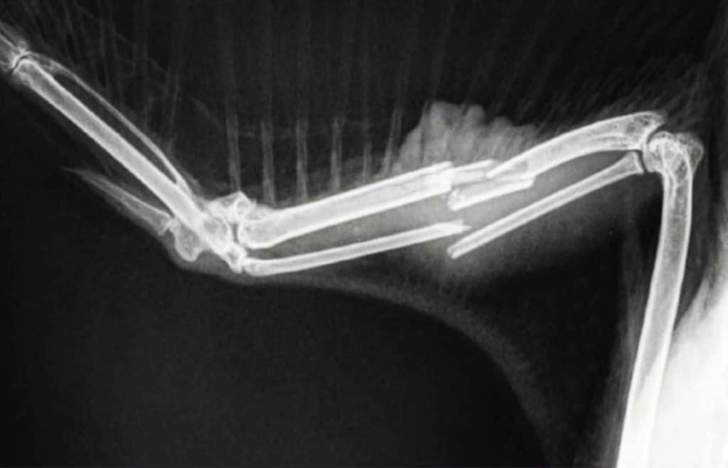 Canvasback wing X-ray