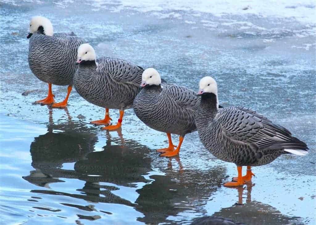 4 Emperor Geese standing on ice
