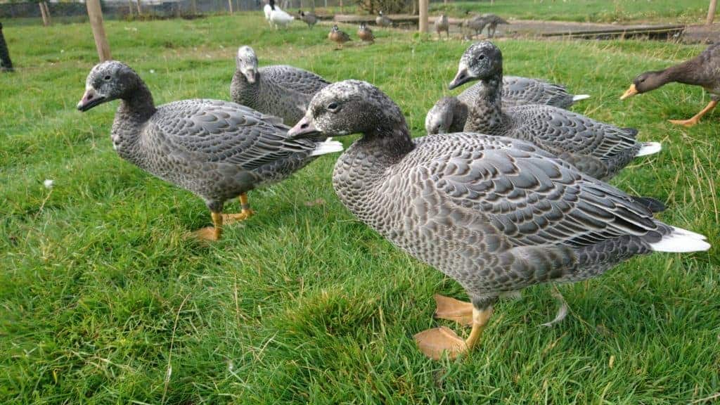 Juvenile Emperor Geese in a fieldd