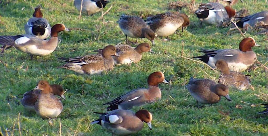 Eurasian Wigeon grazing