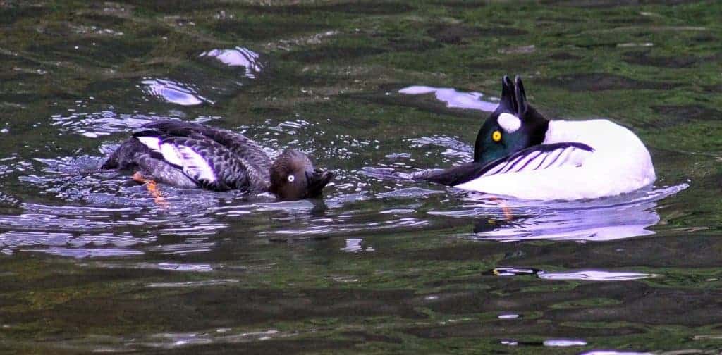 pair of Common Goldeneye displaying