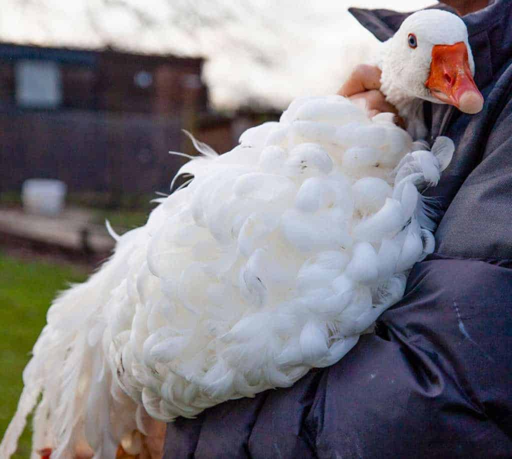 Frizzle Sebastopol showing curly breast feathers