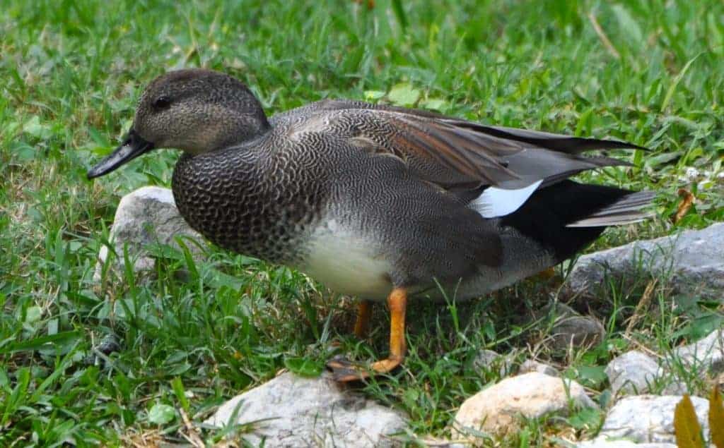 Gadwall drake standing on grass