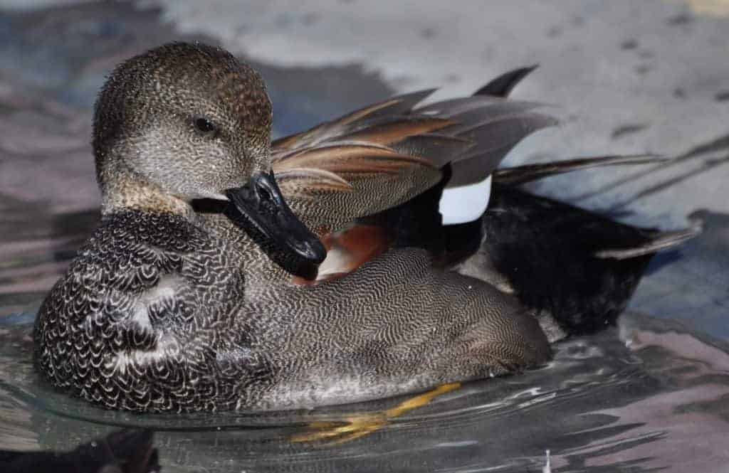 Gadwall drake preening