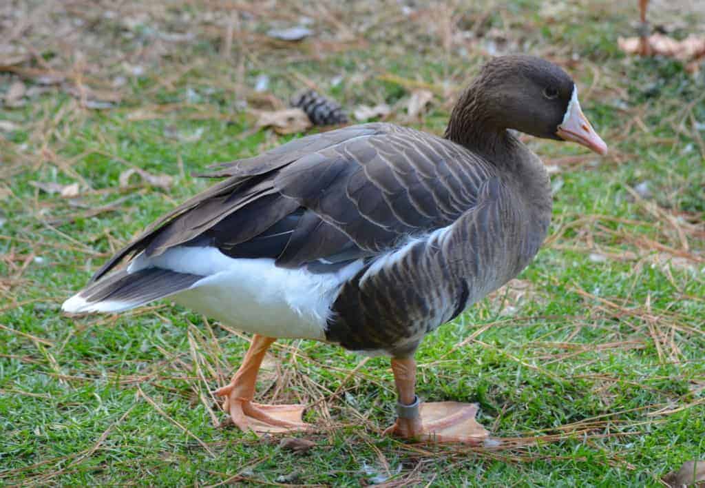 Greater White-fronted Goose at the Pinola Conservancy