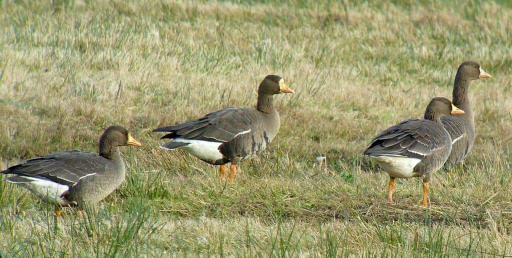 four Greenland White-fronted Geese