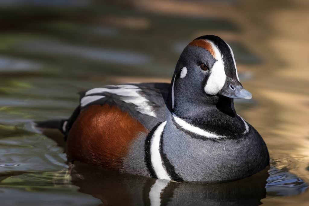 Harelequin Duck