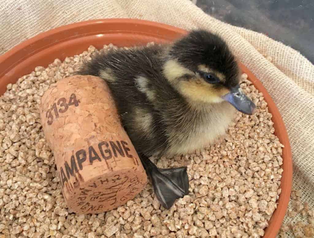 Blue-billed Teal duckling