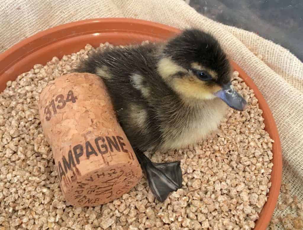 Blue-billed Teal duckling