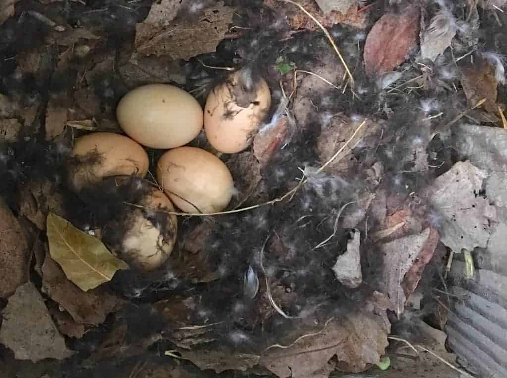 Blue-billed Teal eggs in a nest box