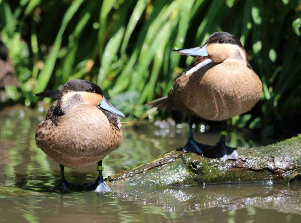 Blue-billed Teal - Jan Harteman, Aeres MBO Barneveld