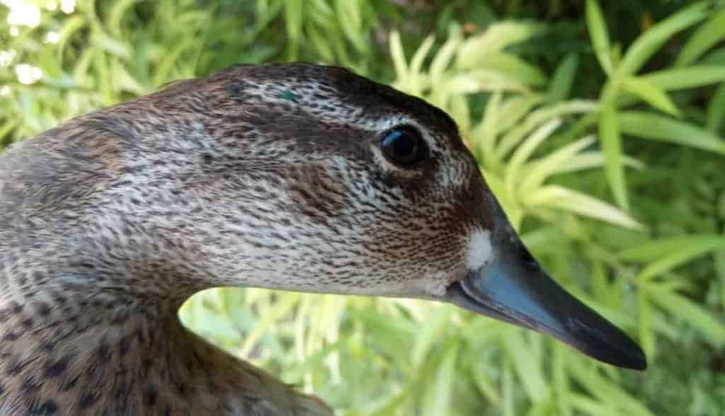 Juvenile Baikal drake