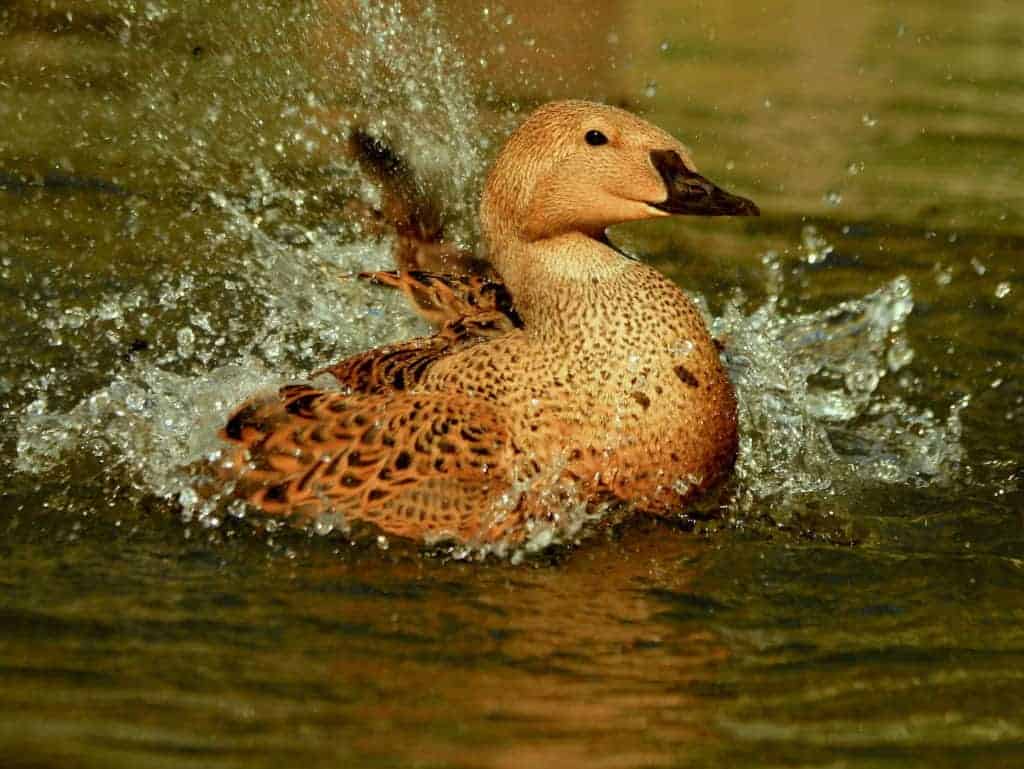 King Eider in eclipse