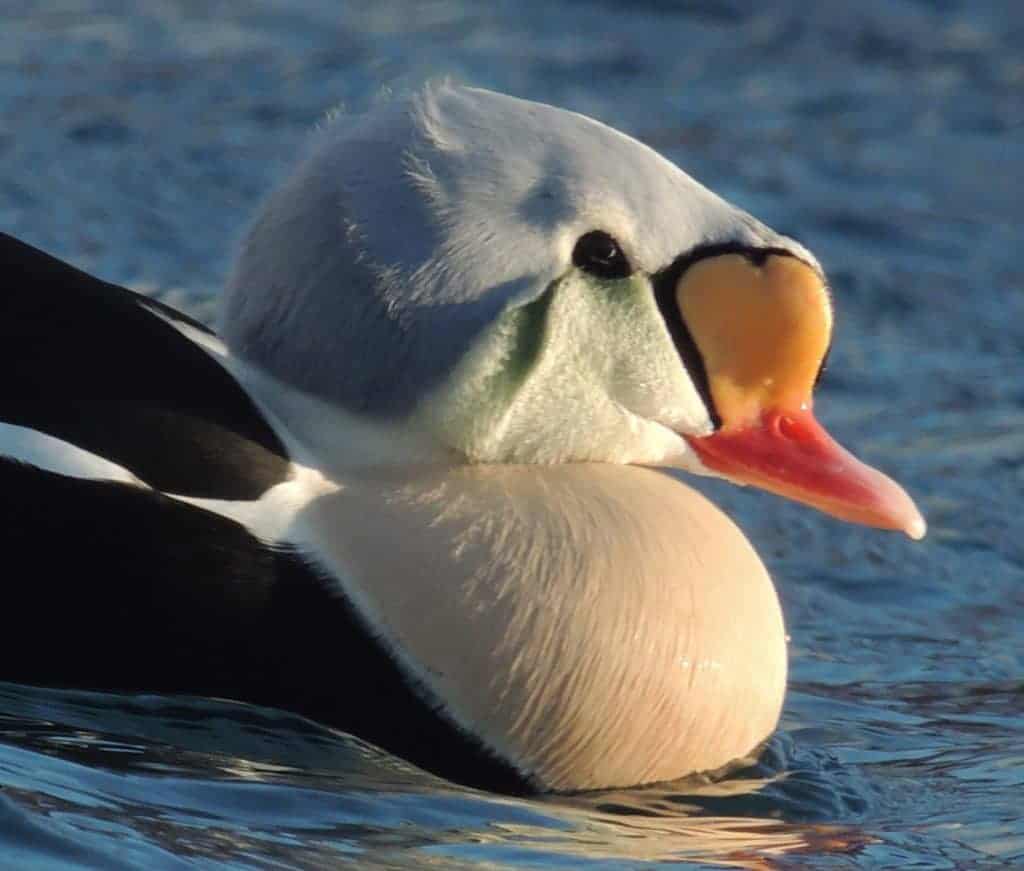 Wild King Eider drake