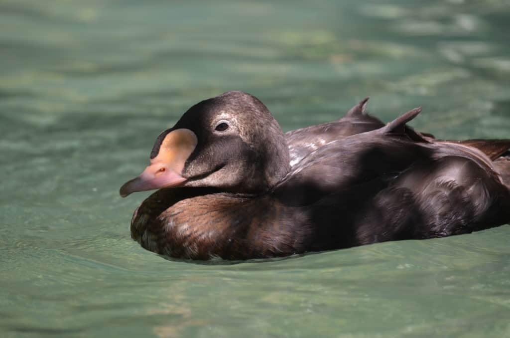 King Eider juvenile