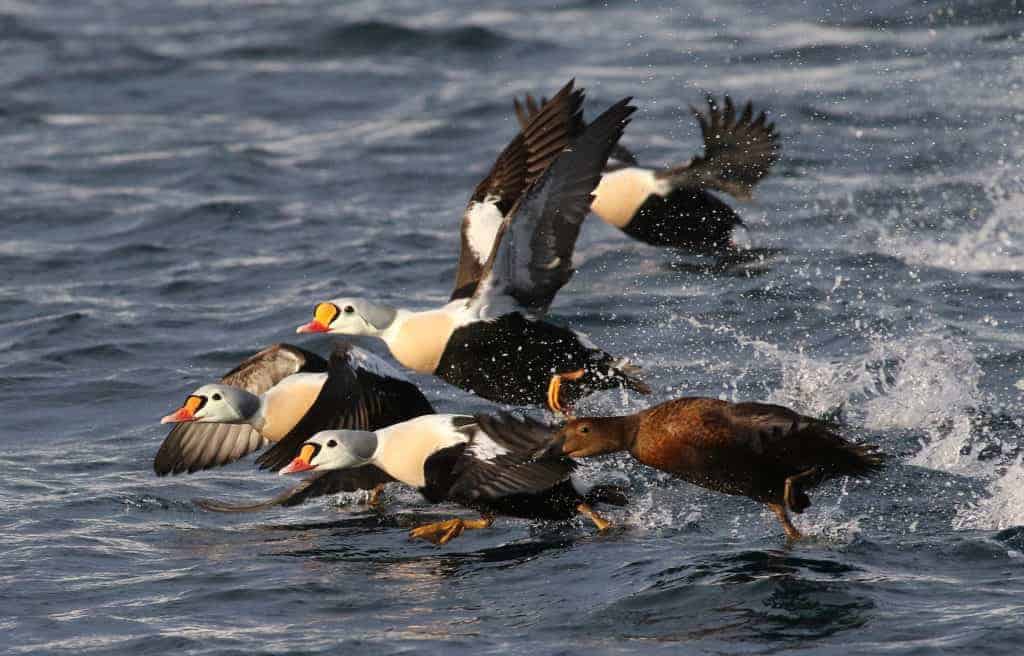 A group of wild King Eiders taking flight