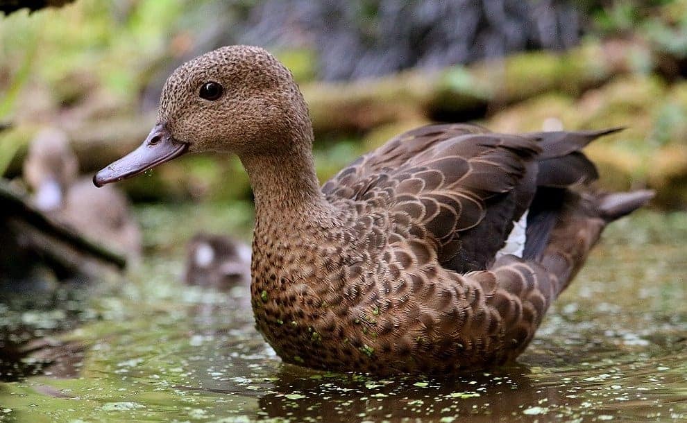 Bernier's Teal