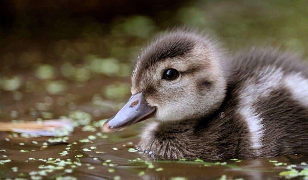 Bernier's Teal duckling - Jan Harteman Aeres MBO